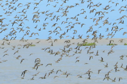 Shorebirds in flight South East Gulf of Carpentaria Photo by Roger Jaensch